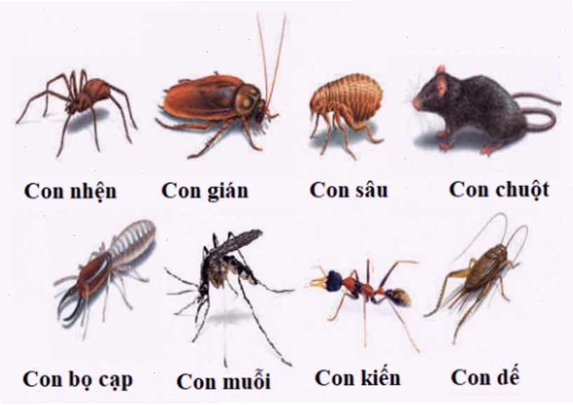 Thế giới tự nhiên và các loài côn trùng