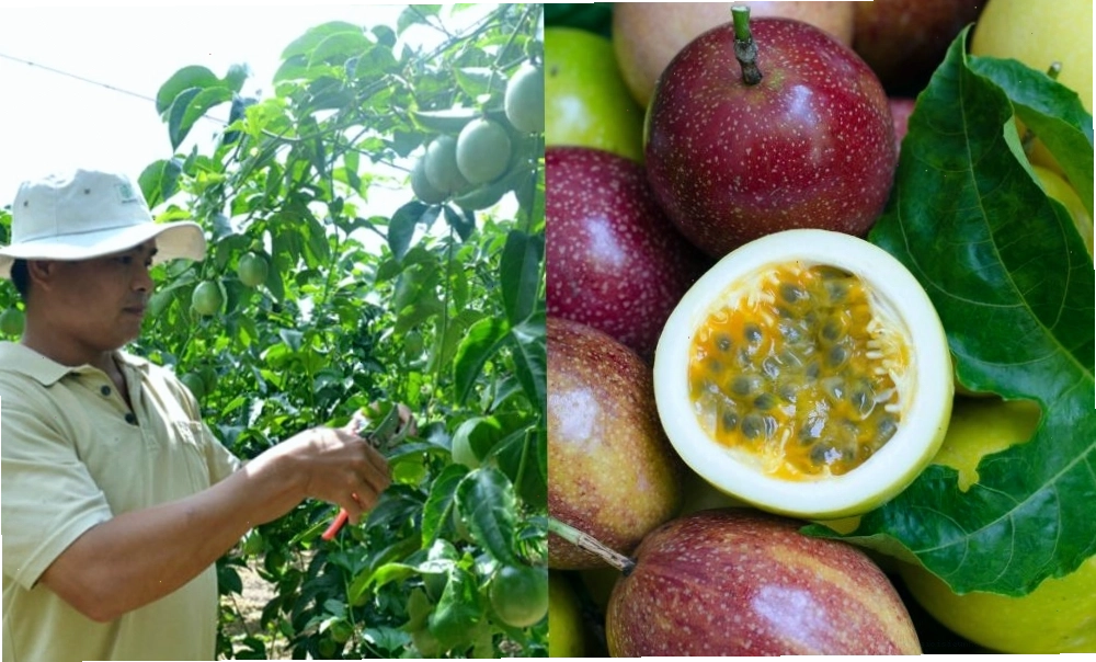 Thu hoạch chanh dây thủ công bằng tay để đảm bảo chất lượng quả