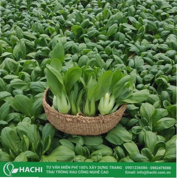 Trồng cải thìa không tốn nhiều công chăm sóc và mang lại thu nhập cao