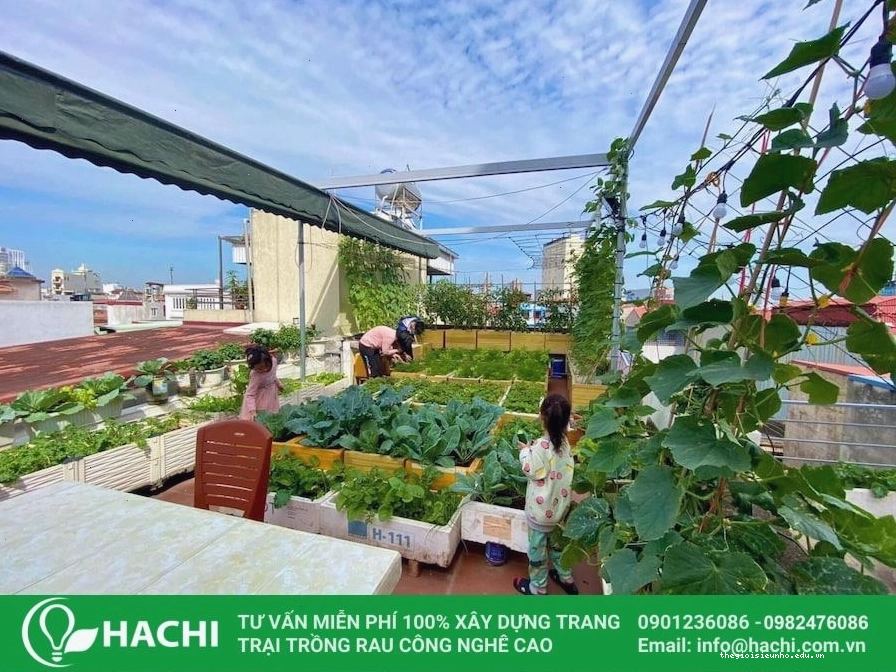 Trồng rau trên thùng xốp trên sân thượng với nhiều loại rau khác nhau