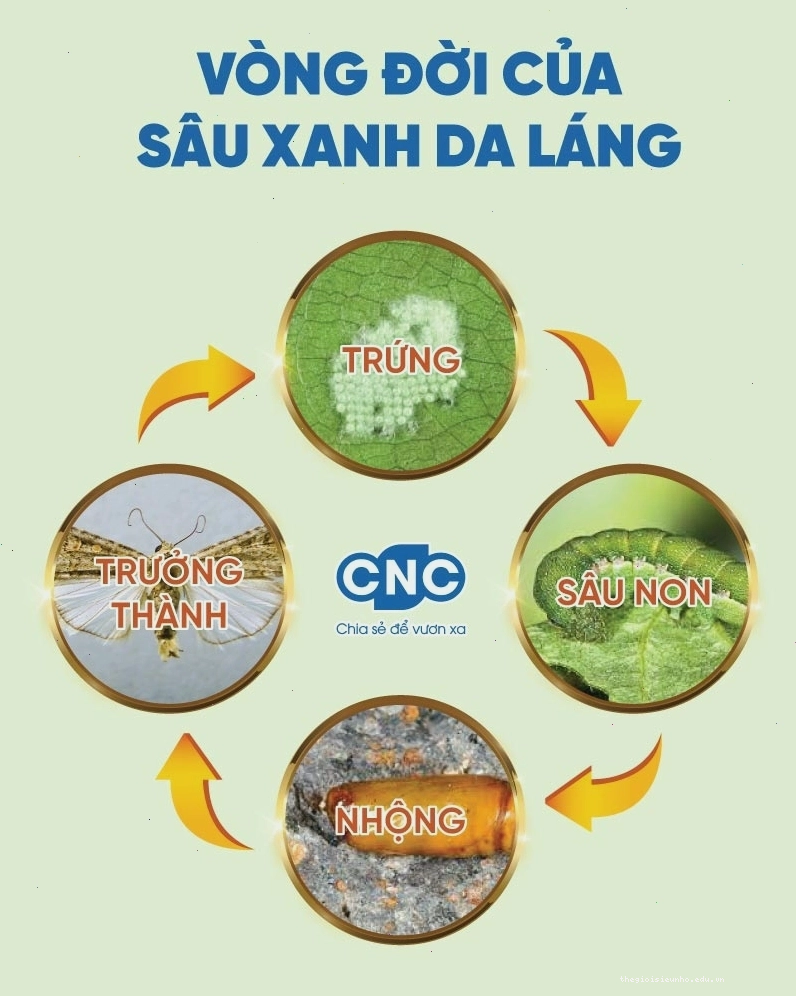 Vòng đời của sâu xanh da láng