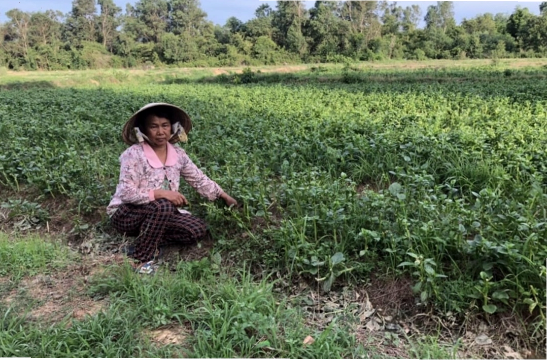 Vườn rau sạch tại Ninh Trung, thể hiện quy trình canh tác chuẩn mực