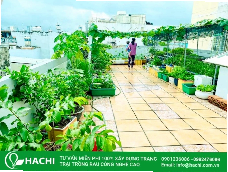 Vườn rau trên sân thượng áp dụng mô hình thủy canh cho năng suất cao