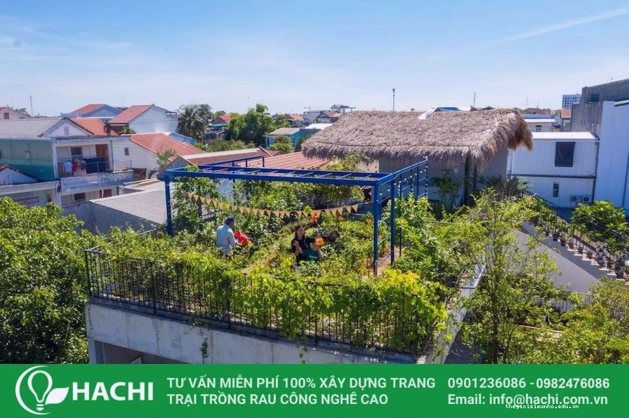 Ý tưởng thiết kế vườn rau trên sân thượng với nhiều loại cây xanh và hoa