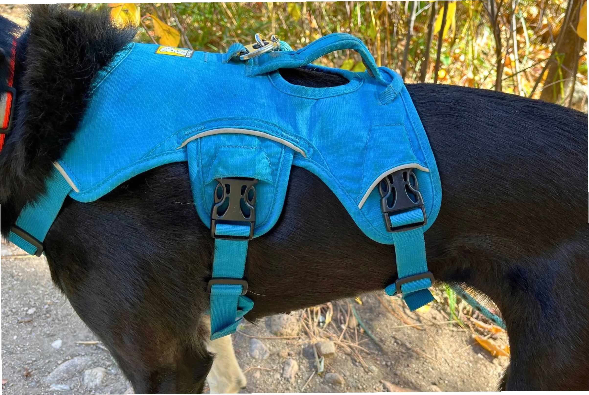 Close up of a sturdy Ruffwear Webmaster harness