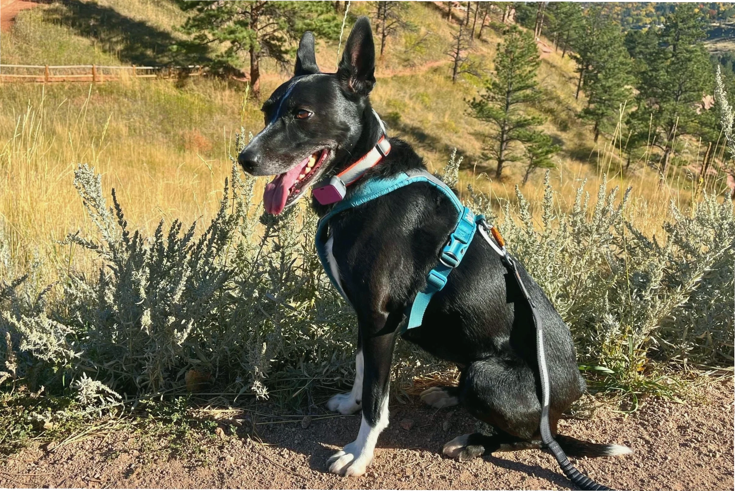 Well fitted dog harness used during an outdoor walk