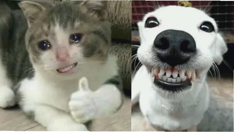 ảnh meme bựa về công việc