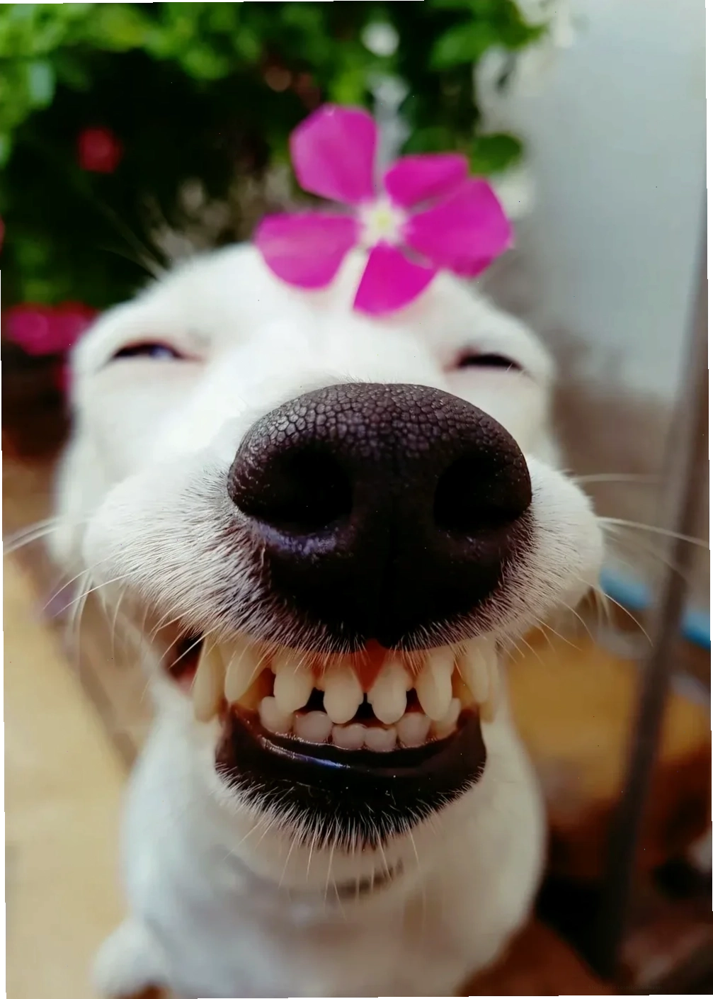 ảnh meme chó hài hước