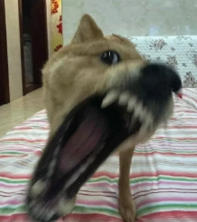 ảnh meme chó hài hước