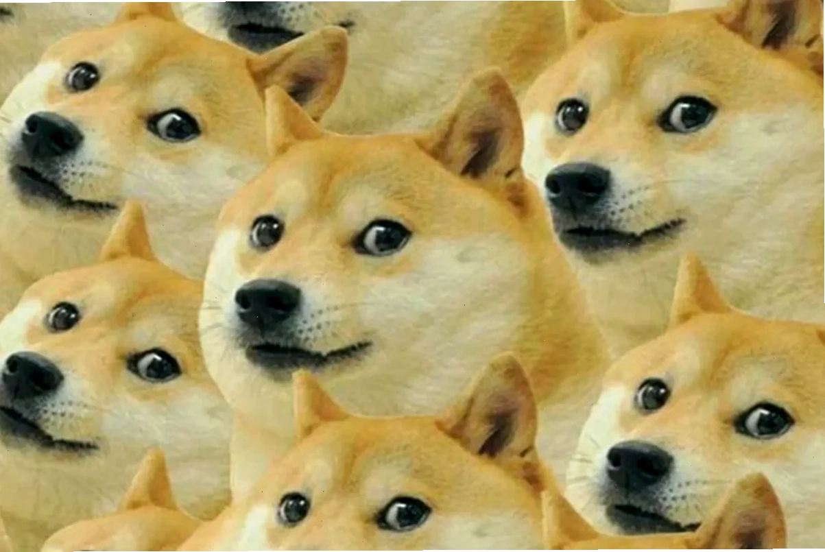 ảnh meme chó vui nhộn