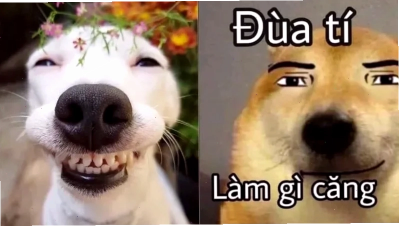 ảnh meme hài hước độc quyền