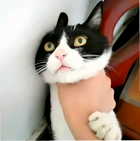 meme bóp cổ chó mèo