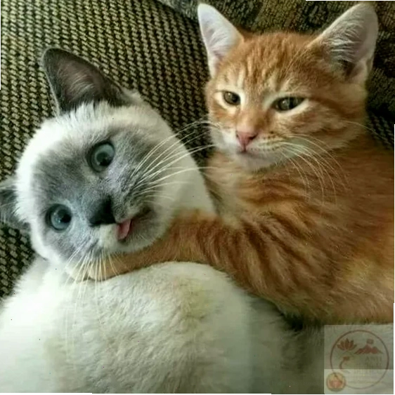 meme bóp cổ hài hước