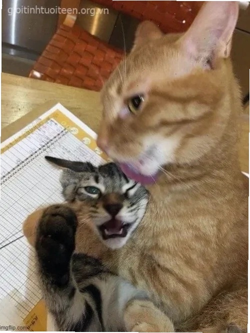 meme hài hước đời sống