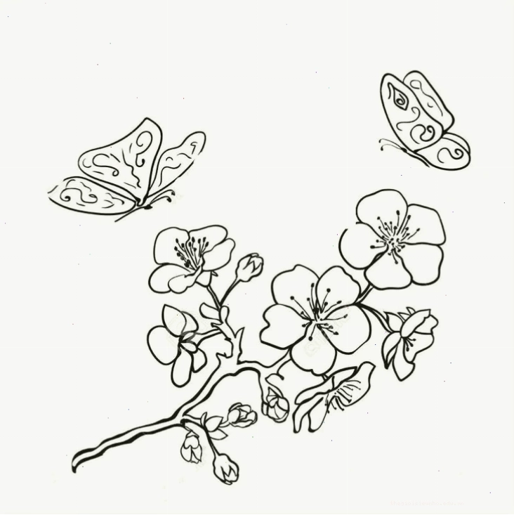 Tranh tô màu cành hoa phượng đỏ rực
