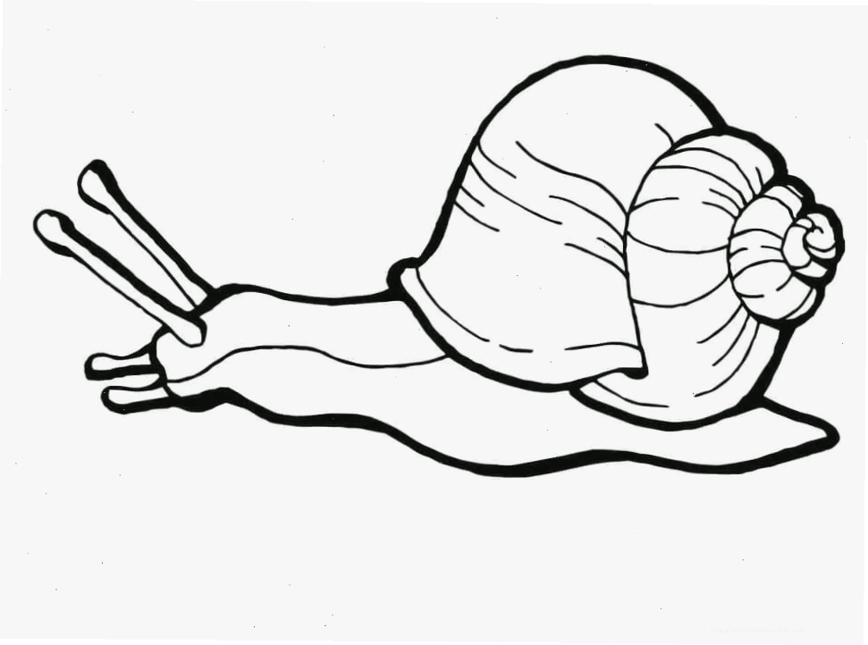 Tranh tô màu con ốc và các sinh vật biển khác