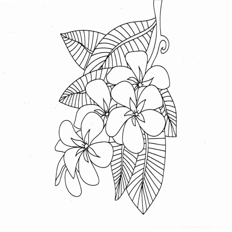 Tranh tô màu hoa phượng nở rộ