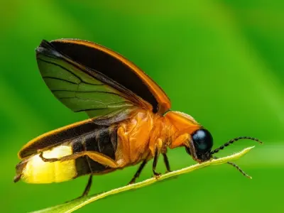 100+ Ảnh đom đóm ban đêm lung linh huyền ảo