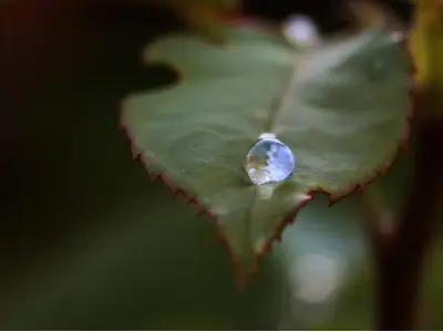 Ảnh giọt sương trên lá 4k đẹp mê hồn giữa không gian xanh