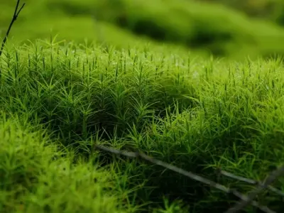 Bộ sưu tập ảnh rêu xanh macro đẹp mê hoặc người xem hiện nay