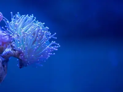 Ảnh san hô macro với chi tiết siêu thực khiến bạn choáng