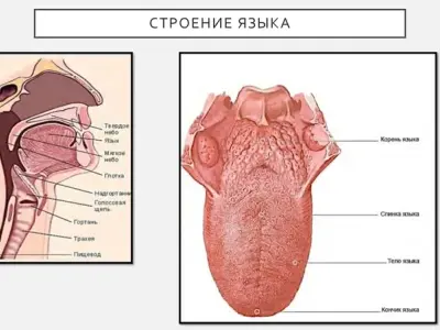 Khám phá bề mặt lưỡi người - Thế giới vi mô của nhú vị giác