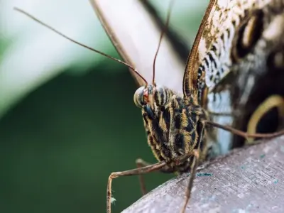 Ảnh bướm macro hé lộ vẻ đẹp ẩn giấu không thể thấy bằng mắt