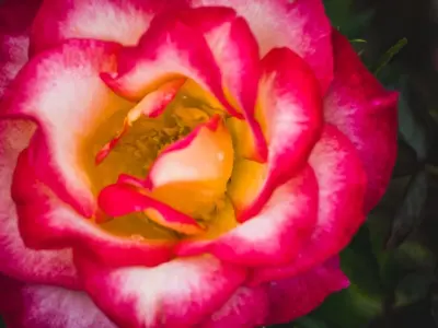 Vén màn cánh hoa hồng soi kính với từng đường nét bí ẩn