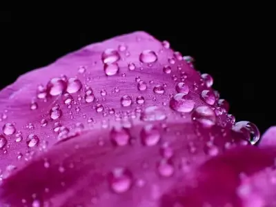 Chiêm ngưỡng ảnh giọt nước trên cánh hoa macro sắc nét