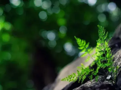 Bộ hình nền thiên nhiên macro 4k sắc màu sống động nhất