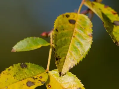Bộ ảnh macro lá cây sắc nét hé lộ vẻ đẹp thiên nhiên kỳ ảo