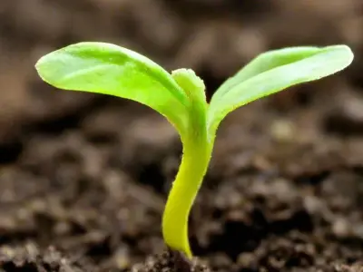 Ảnh mầm cây mới nhú mở ra bức tranh thiên nhiên đầy hy vọng