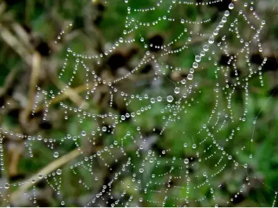 Ảnh mạng nhện đọng sương độc đáo khiến thiên nhiên sống dậy