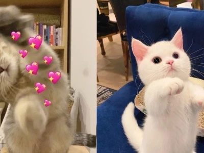Ảnh Mèo Meme Bựa: Khoảnh Khắc Hài Hước Tạo Tương Tác Độc Đáo