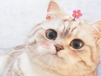 Avatar Mèo Meme: Bộ Sưu Tập Độc Đáo Cho Năm 2026