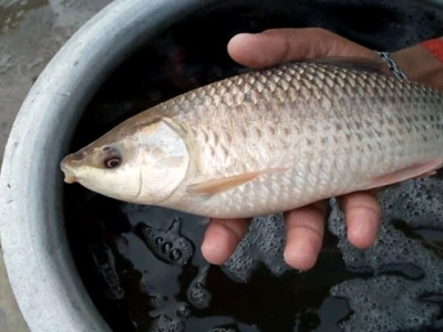 Cá trôi đỏ: Đặc điểm, cách chọn mua và các món ăn hấp dẫn
