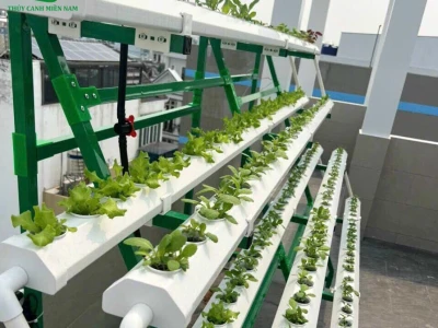 Hướng dẫn chi tiết mô hình trồng rau thủy canh tại nhà 2026