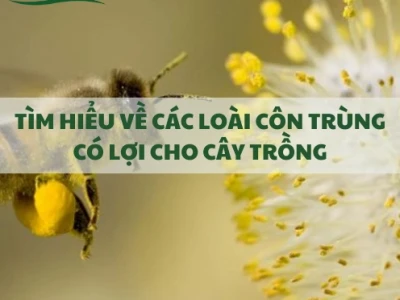 Khám phá các loại côn trùng gây hại trong đất và cách kiểm soát hiệu quả