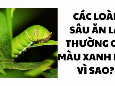Khám phá các loài sâu ăn lá có màu xanh lục và cách nhận biết