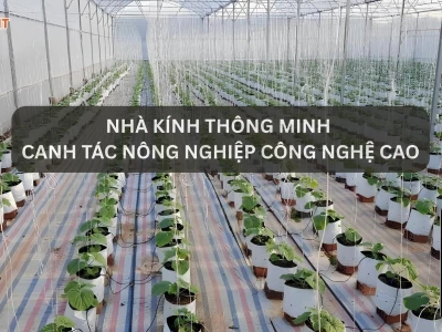 Khám phá mô hình nhà kính: Giải pháp nông nghiệp hiện đại và hiệu quả