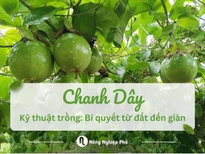 Khám phá mô hình trồng chanh dây hiệu quả và tiềm năng kinh tế