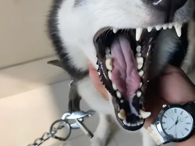 Khám Phá Thế Giới Ảnh Meme Chó: Từ Shiba Cười Đểu Đến Husky Ngáo