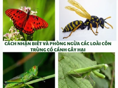 Khám phá thế giới côn trùng có cánh phổ biến tại Việt Nam