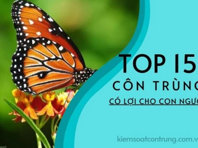 Khám phá thế giới côn trùng có lợi cho con người và môi trường