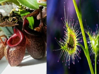 Khám phá thế giới kỳ diệu của các loài hoa ăn thịt