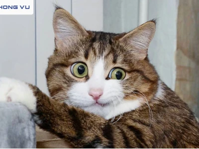 Khám phá thế giới meme mèo đen hài hước và đáng yêu