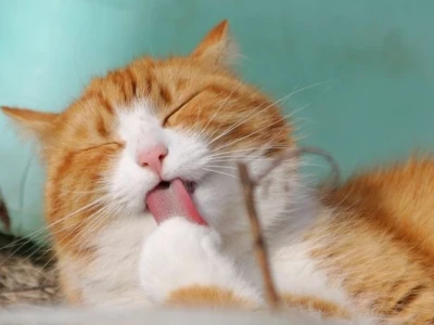 Meme Mèo Ói: Biểu Cảm Độc Lạ và Cực Lầy Của Dân Mạng