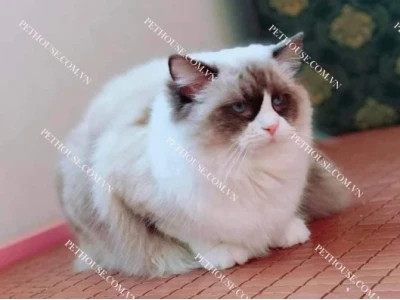 Mèo Ragdoll giá bao nhiêu và những lưu ý khi chọn mua năm 2026