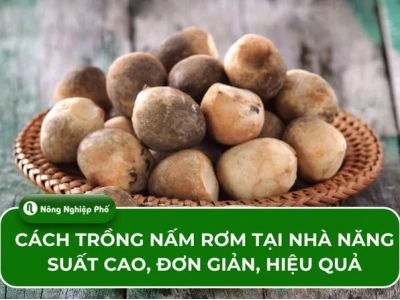 Mô hình trồng nấm rơm trong nhà: Hướng dẫn chi tiết và hiệu quả 2026