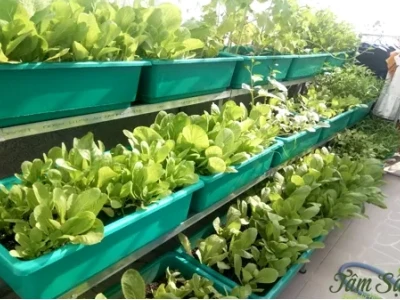 Mô hình trồng rau sạch tại nhà: Hướng dẫn chi tiết cho người mới bắt đầu